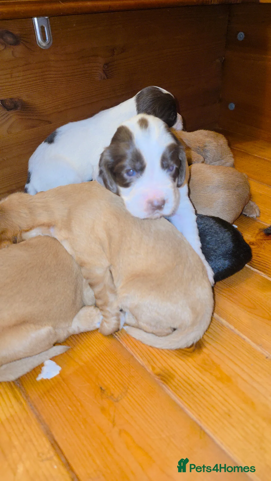 Cocker Spaniel dogs for sale: Cocker spaniel pups ready NEXT WEEK - Advert 23