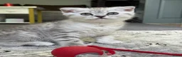 Scottish Fold cats for sale: Adorable Scottish Fold Girl Kitten 8 weeks old E18 - Advert 6