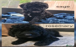 Cavapoo dogs for sale: Miniature cavapoo f1bb puppies - Image 1