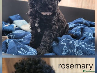 Cavapoo dogs - Advert 8