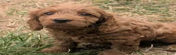 Cockapoo dogs for sale: Licensed breeder, health tested F1 cockapoo pups - Advert 30