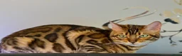 Bengal cats for sale:  STUNNING TICA REGISTERED BENGAL QUEEN NALA 🤎🐆 - Advert 5