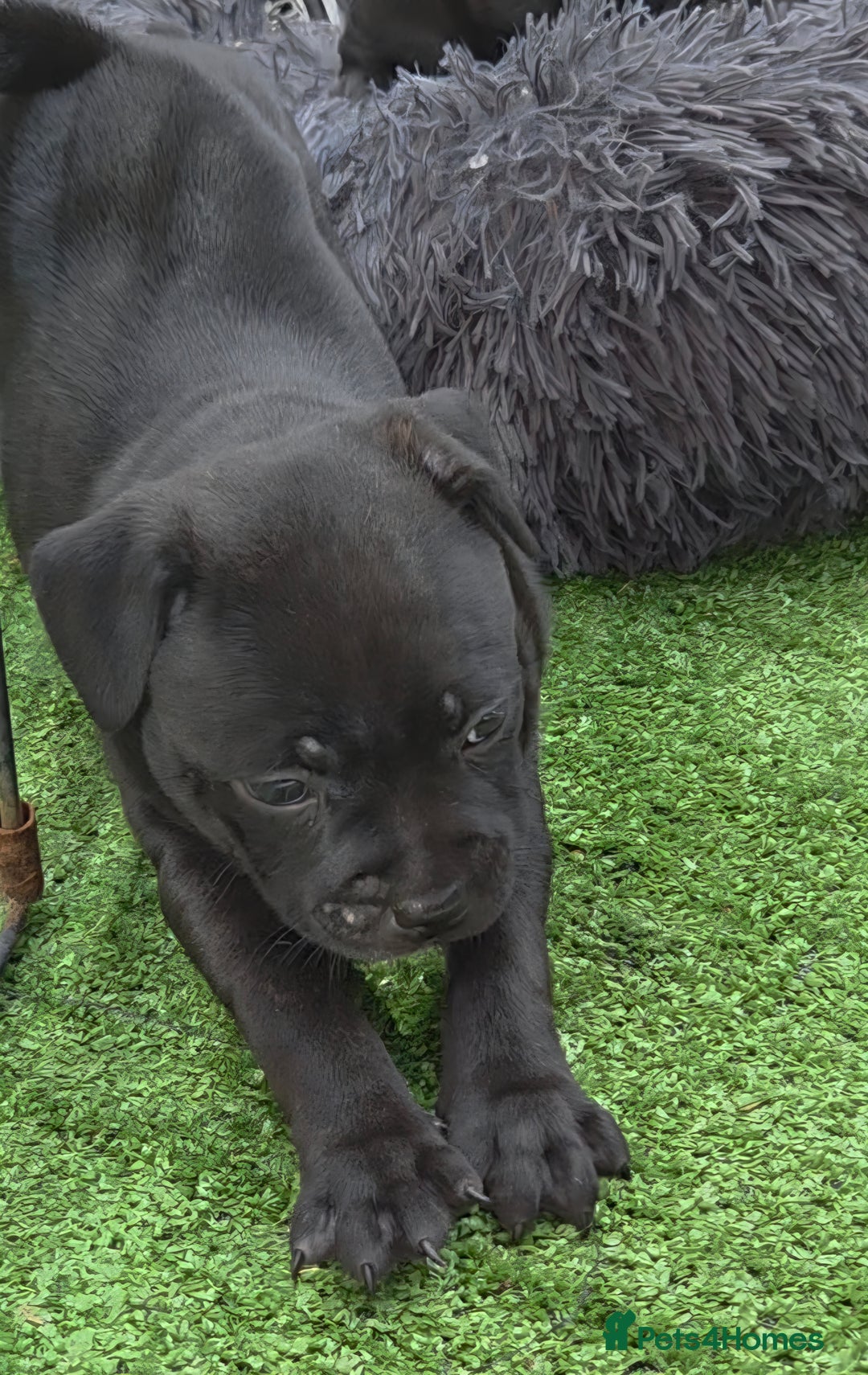 Staffordshire Bull Terrier dogs for sale: Kc registered Staffords  - Image 18