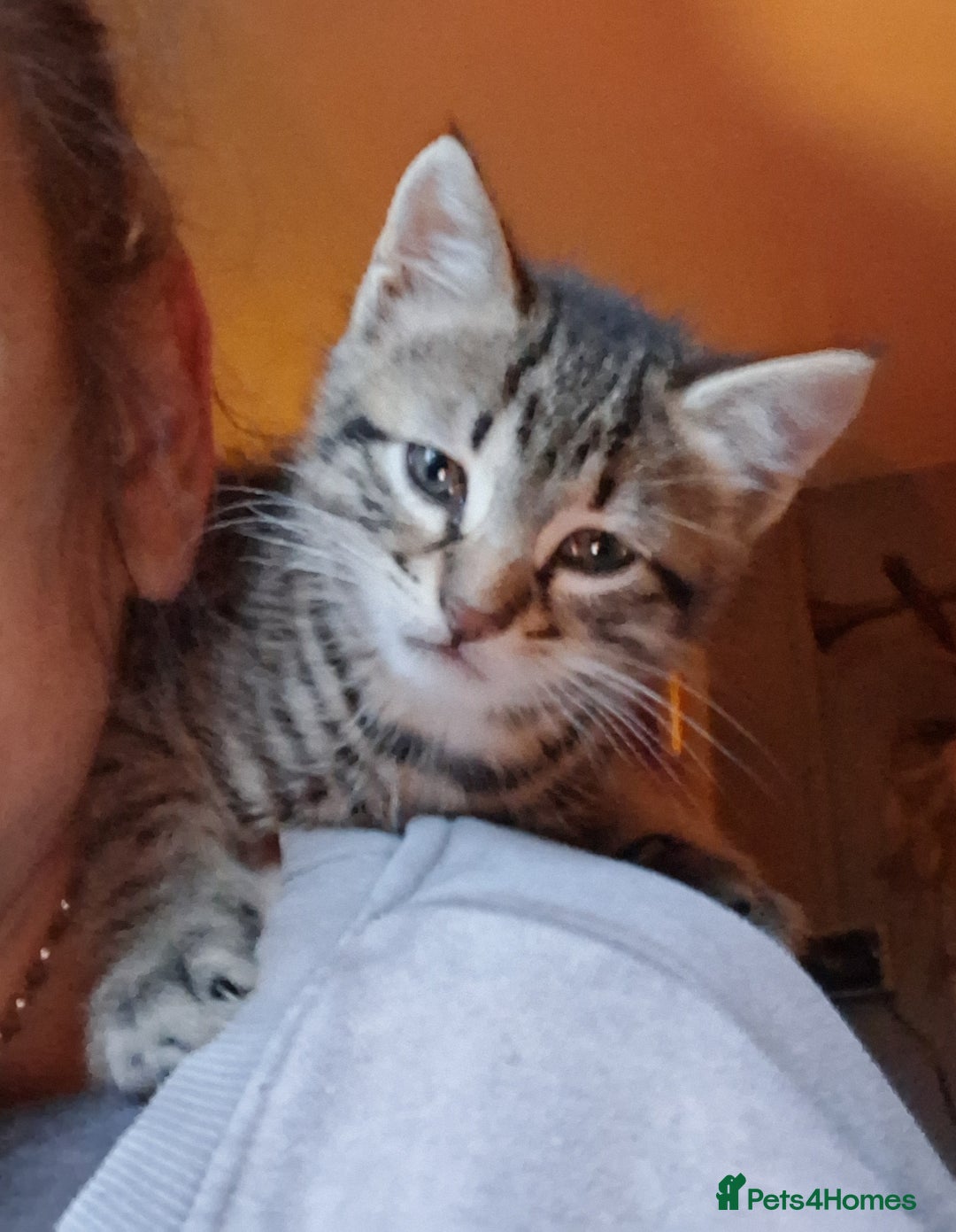 Mixed Breed cats for sale: ⭐️⭐️Stunning Russian Blue X Bengal Kittens ⭐️⭐️⭐️ - Advert 22