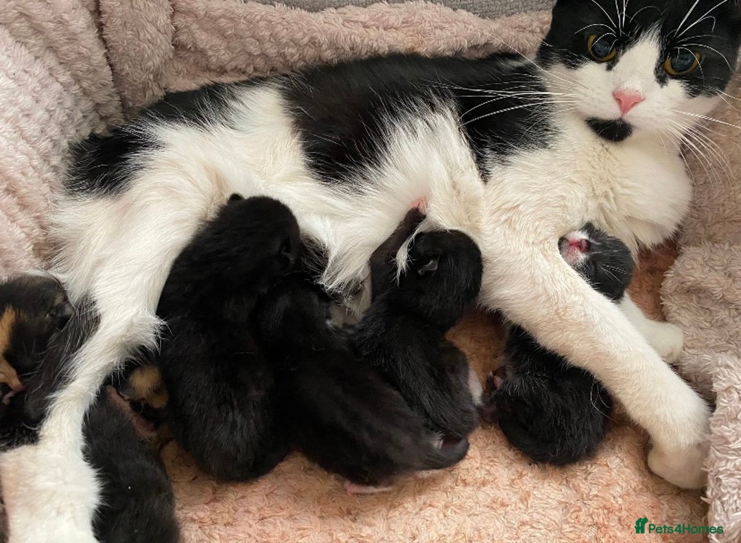 British Shorthair cats for sale: male British short haired black and white kittens  - Image 13