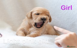 Golden Retriever dogs for sale: Golden Retiever Puppies   - Image 6