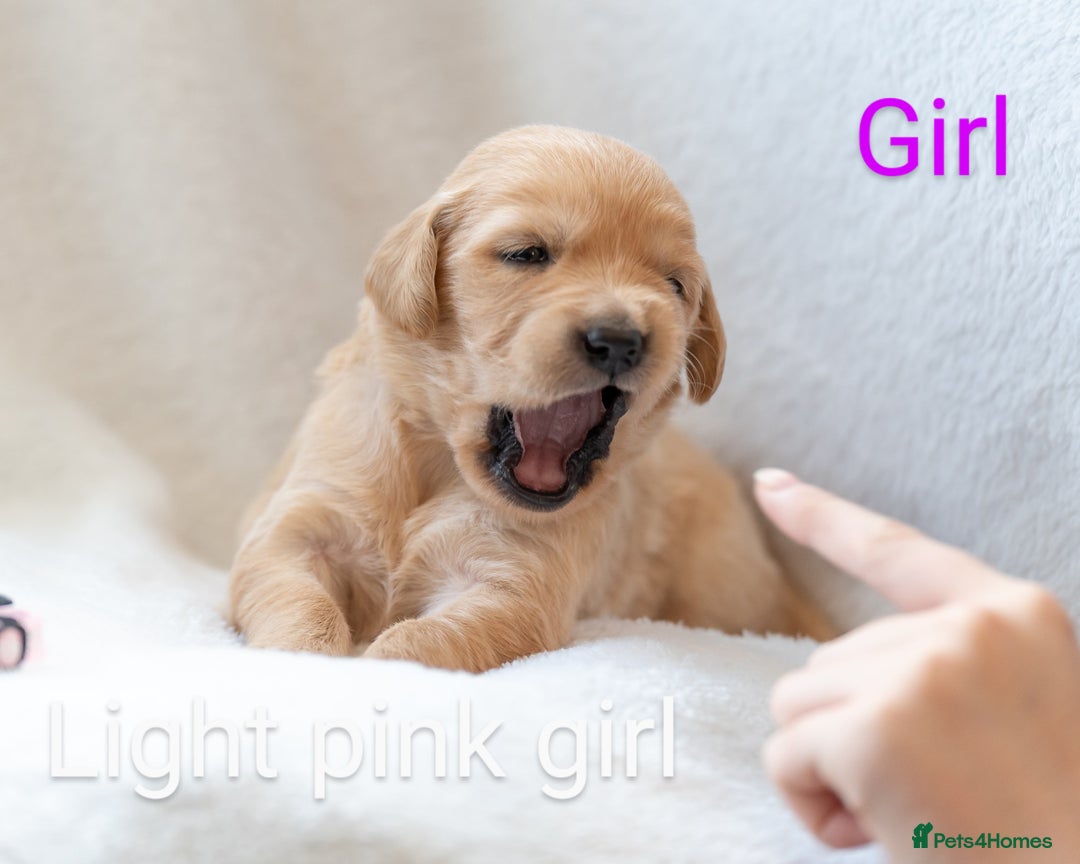 Golden Retriever dogs for sale: Golden Retiever Puppies   - Image 6