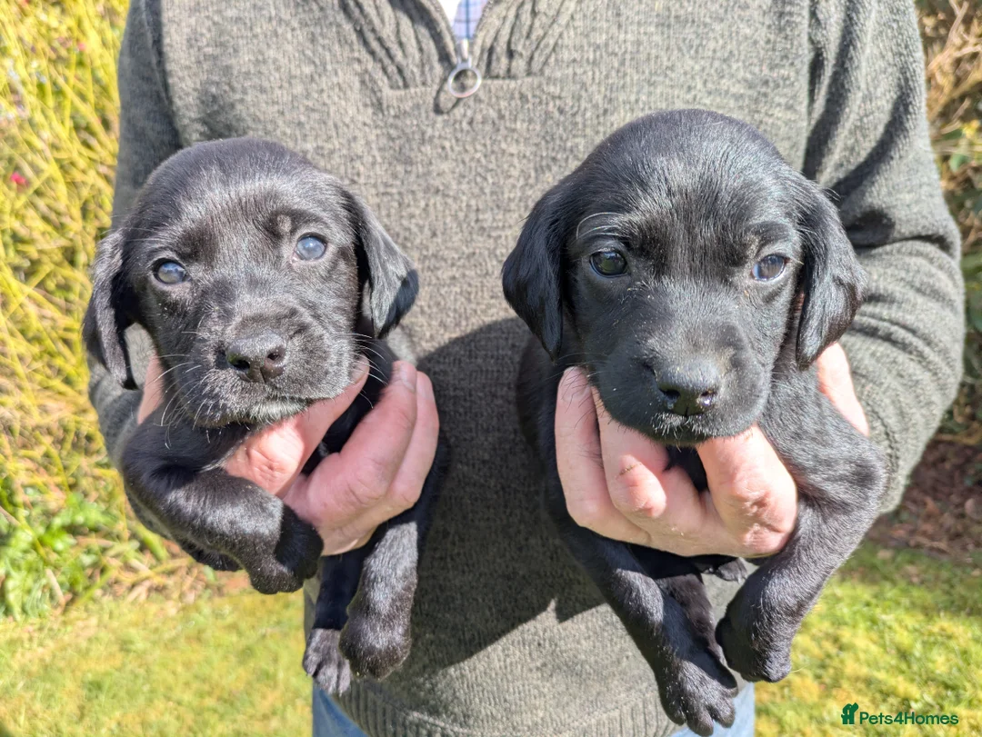 Springador dogs for sale: Springadors  - Advert 1