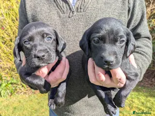 Springador dogs Springadors - Advert 2