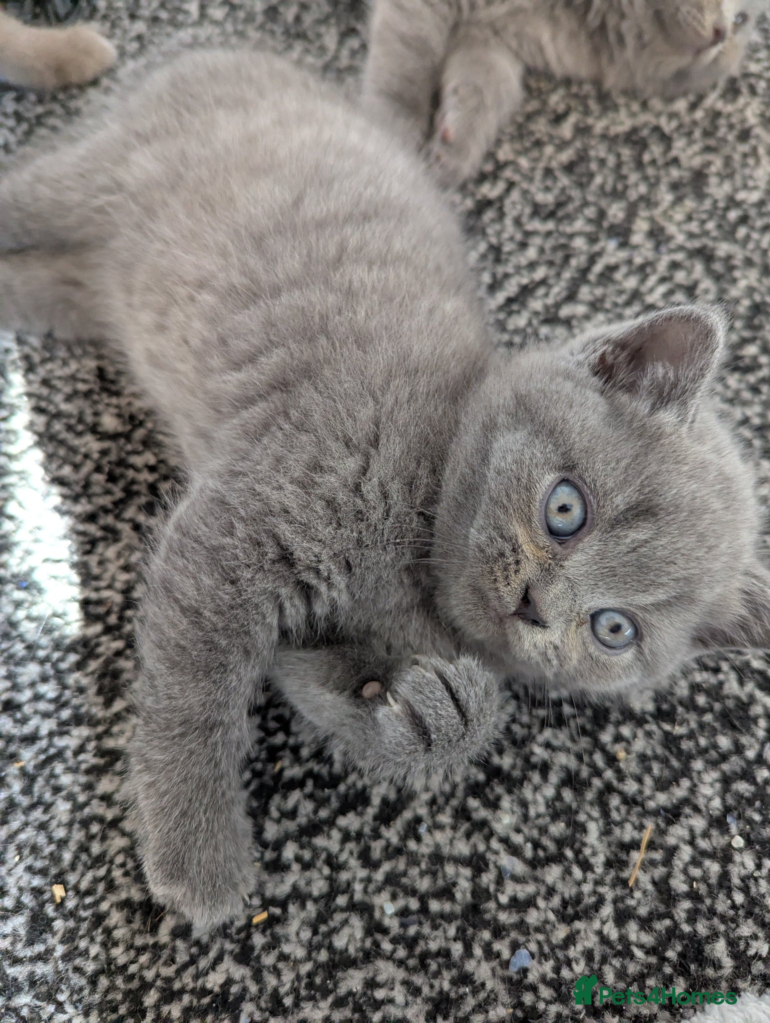 British Shorthair cats Gorgeous British shorthair purebreds - Advert 13