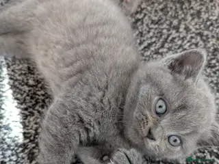 British Shorthair cats Gorgeous British shorthair purebreds - Advert 13