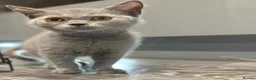 British Shorthair cats for sale: Beautiful BSH  - Advert 3