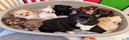 Chihuahua dogs for sale: Purebred Chihuahua Puppies – Not KC Registered - Advert 11