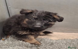 German Shepherd dogs for sale: Kennel Club Straight back GSD - Image 1