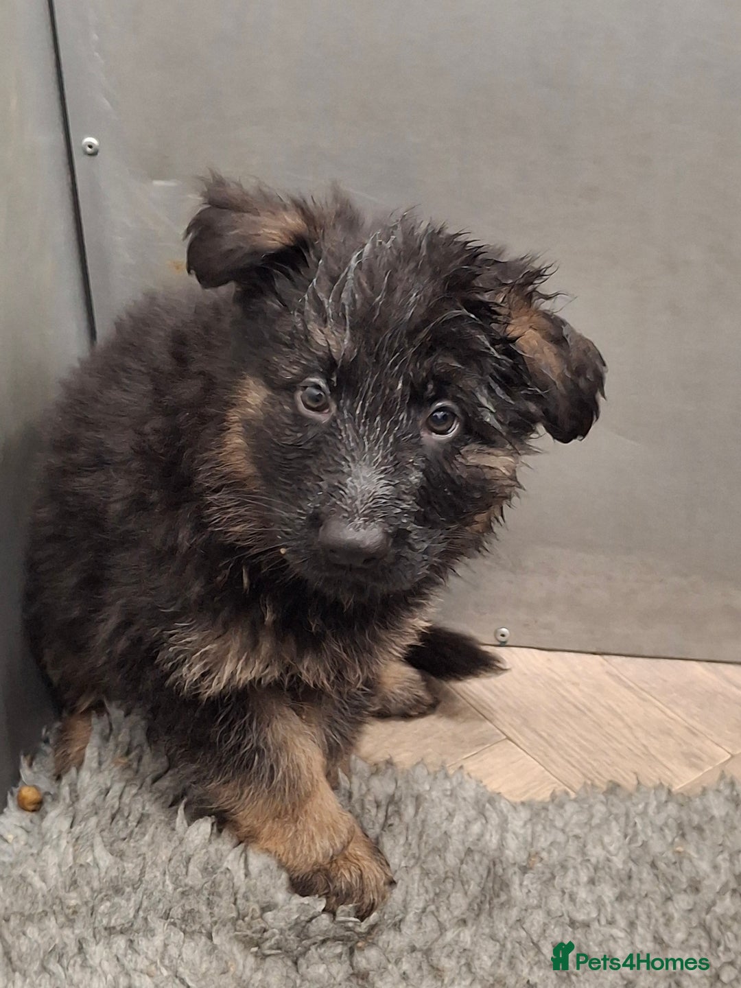 German Shepherd dogs for sale: Kennel Club Straight back GSD - Image 1