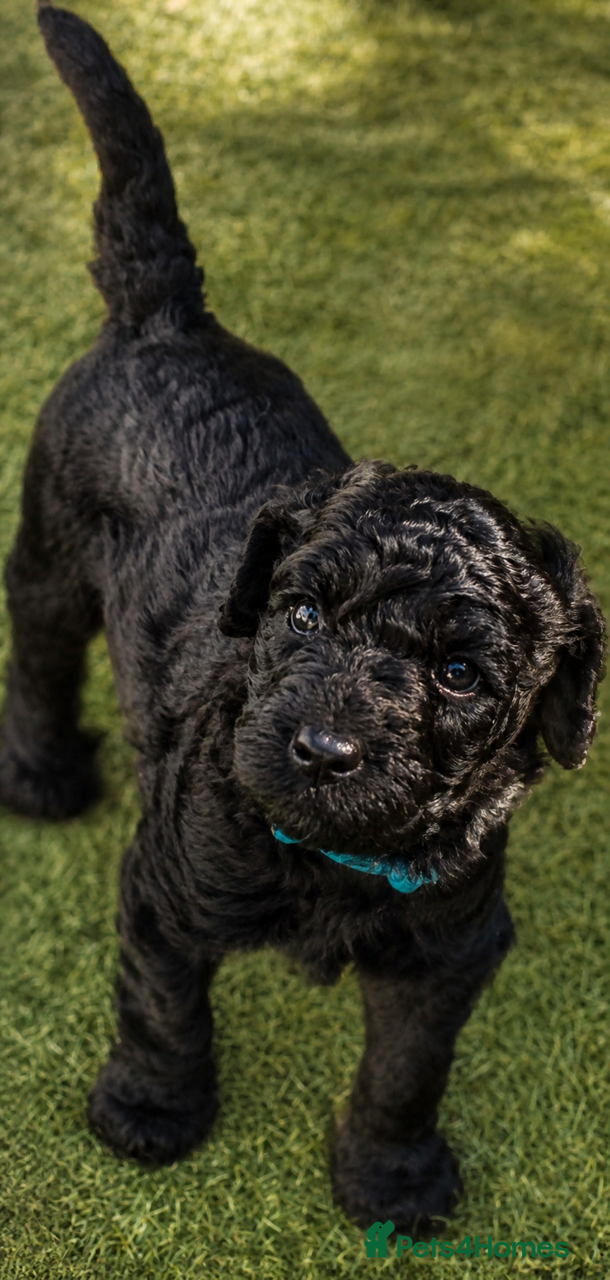 Labradoodle dogs F4 Black Labradoodle Puppy Health tested/ contract - Advert 1