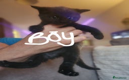 British Shorthair cats for sale: 5 beautiful british shorthair kittens - Image 13