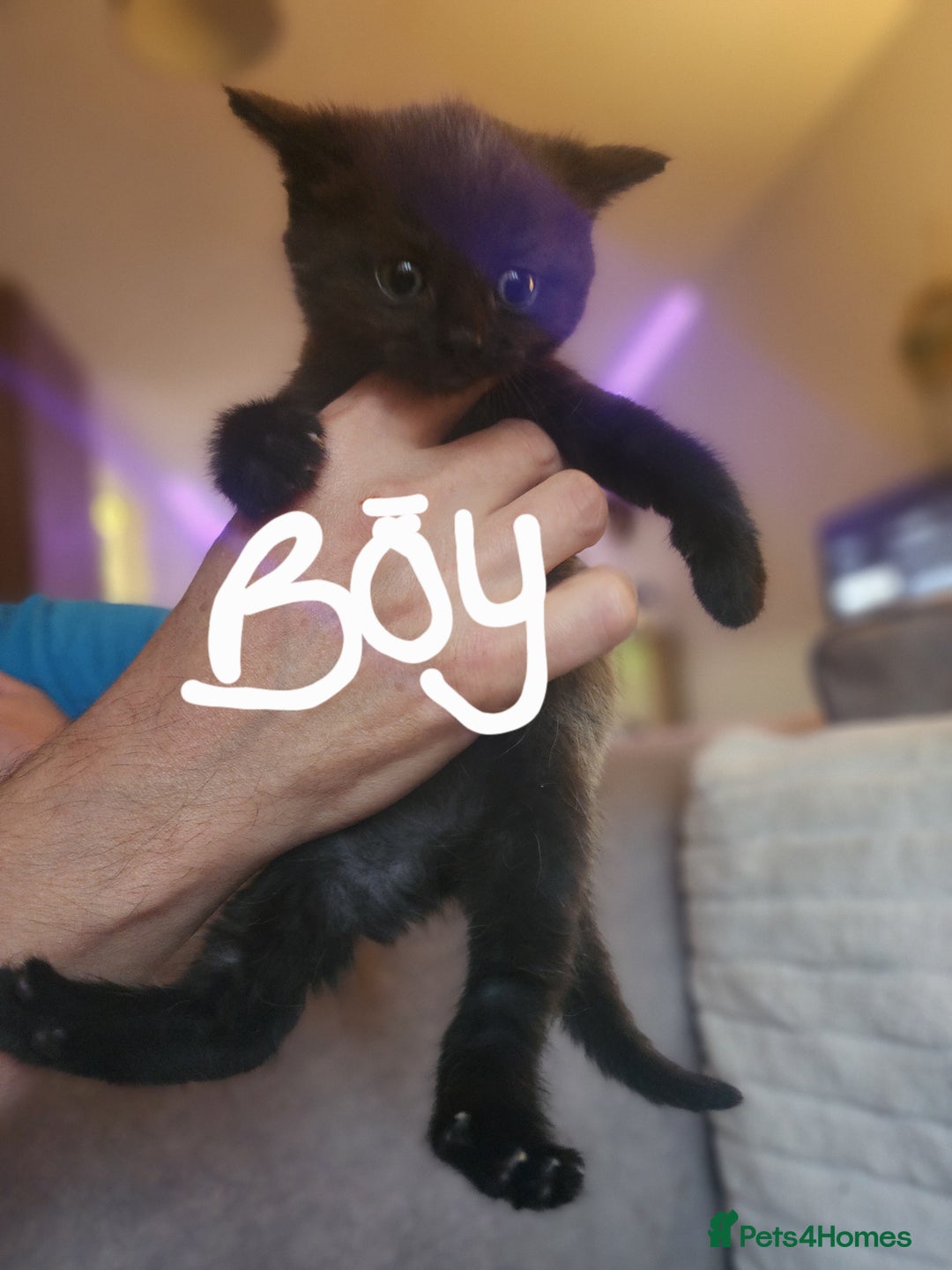 British Shorthair cats for sale: 5 beautiful british shorthair kittens - Image 13