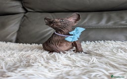 Sphynx cats for sale: Sphynx kittens - Image 10