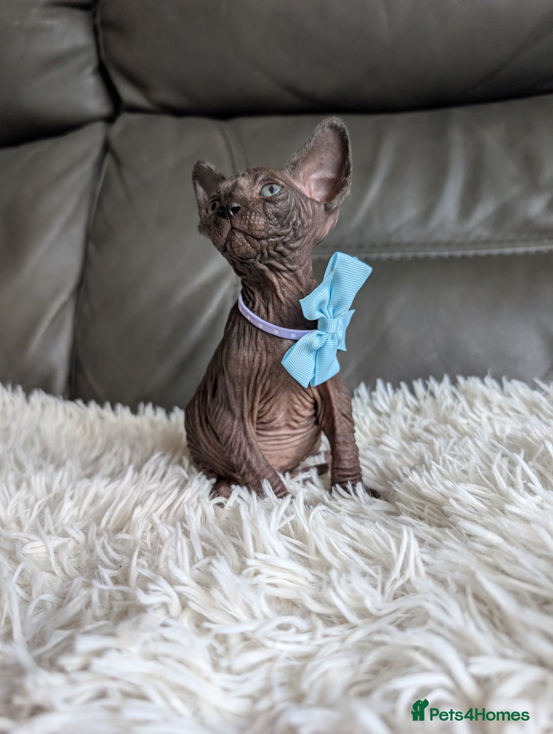 Sphynx cats for sale: Sphynx kittens - Image 10