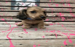Miniature Dachshund dogs for sale: Stunning true to type KC Reg Miniature LH babies - Image 1