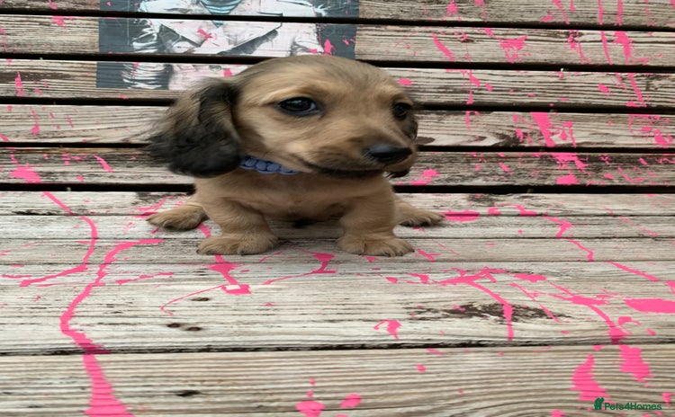 Miniature Dachshund dogs - Advert 1
