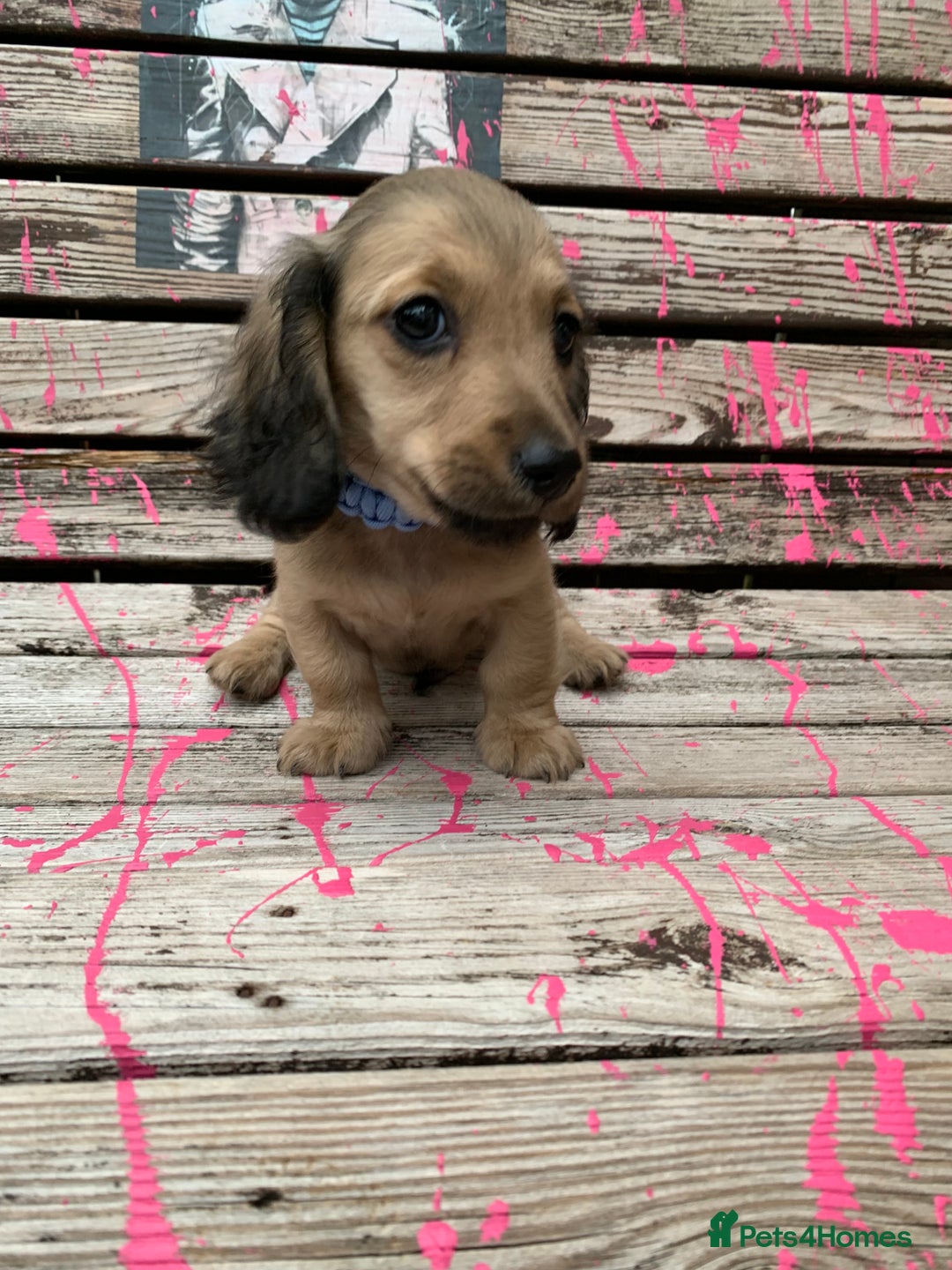 Miniature Dachshund dogs for sale: Stunning true to type KC Reg Miniature LH babies - Image 1