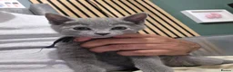 Russian Blue cats for sale: 🐾 All Kittens Reserved 🐾 - Advert 24