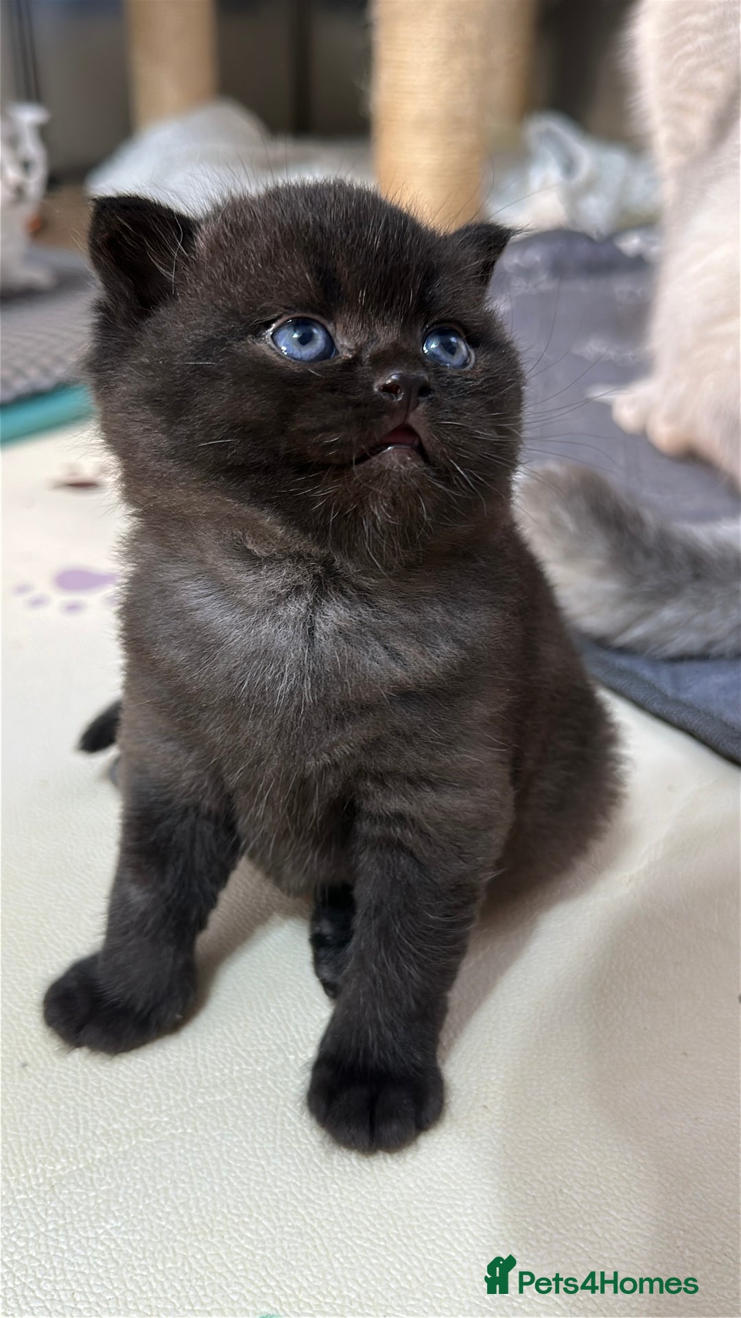 British Shorthair cats for sale: Adorable Kittens – Ready for Reservation  - Image 3