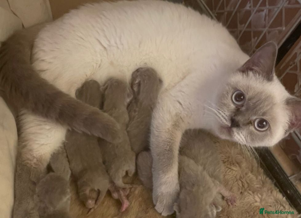 British Shorthair cats British shorthair kitten for sale - Advert 2