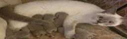 British Shorthair cats for sale: British shorthair kitten for sale - Advert 1