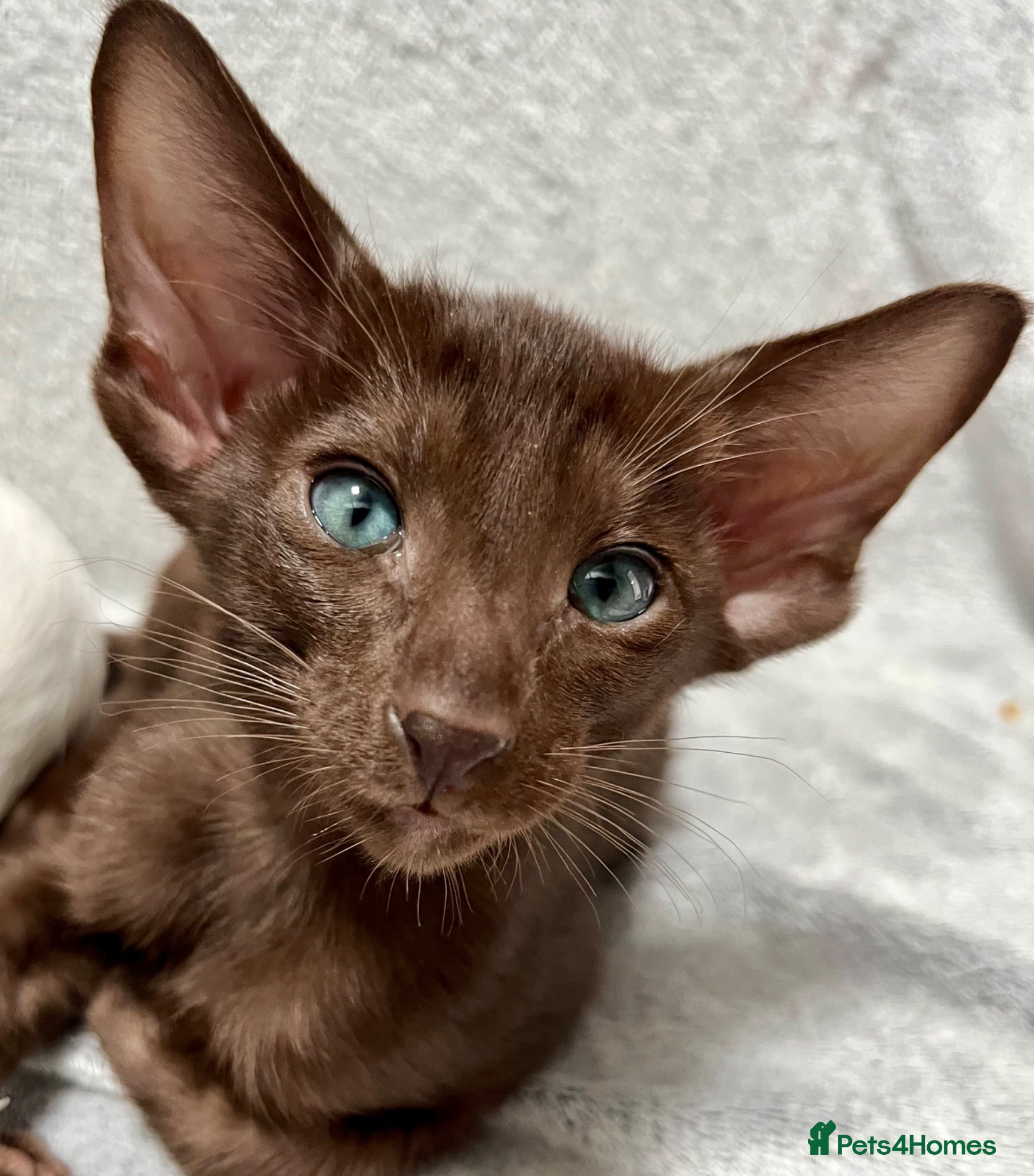 Oriental cats for sale: Supreme pedigree GCCF registered oriental kittens - Advert 16