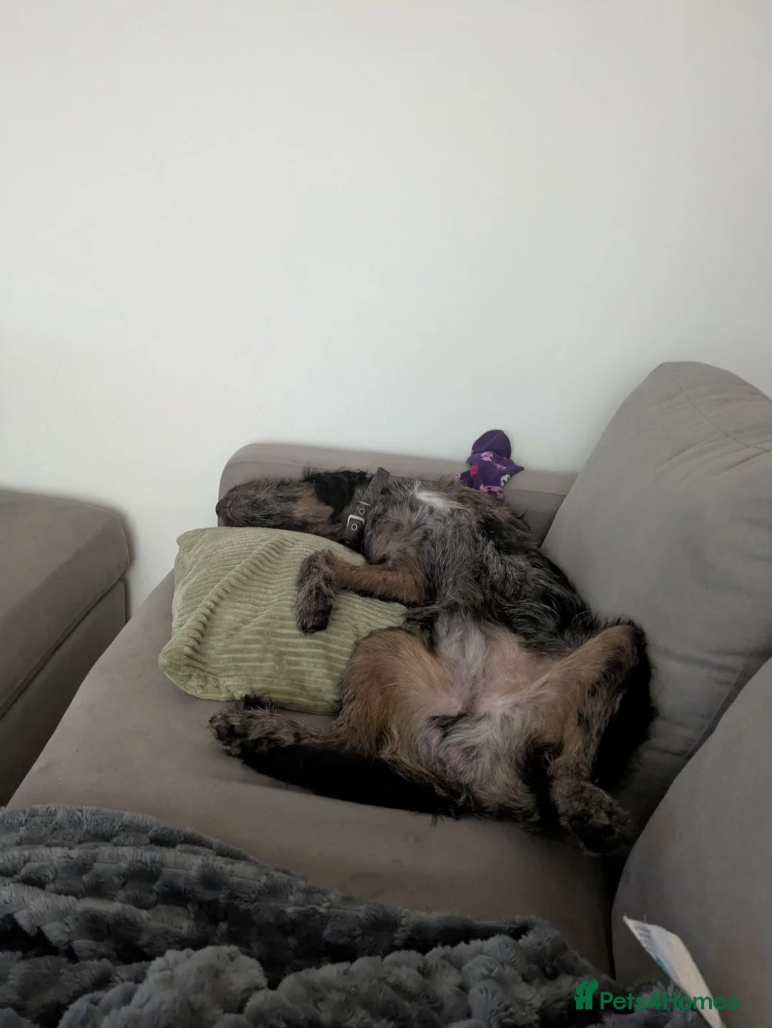 Labradoodle dogs for sale: Labradoodle merle, wiery coat - Advert 8