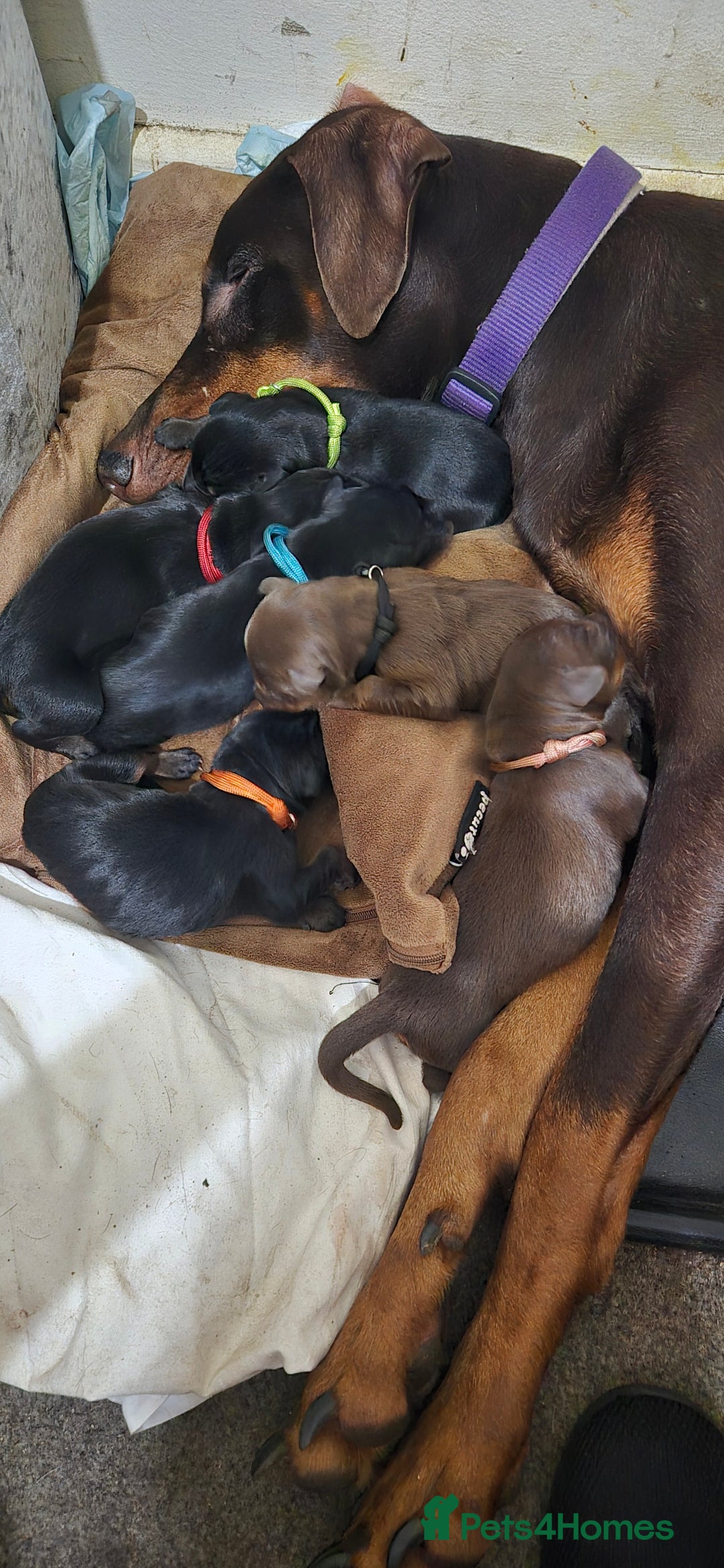 Dobermann dogs for sale: Dobermanns for Sale - Advert 20