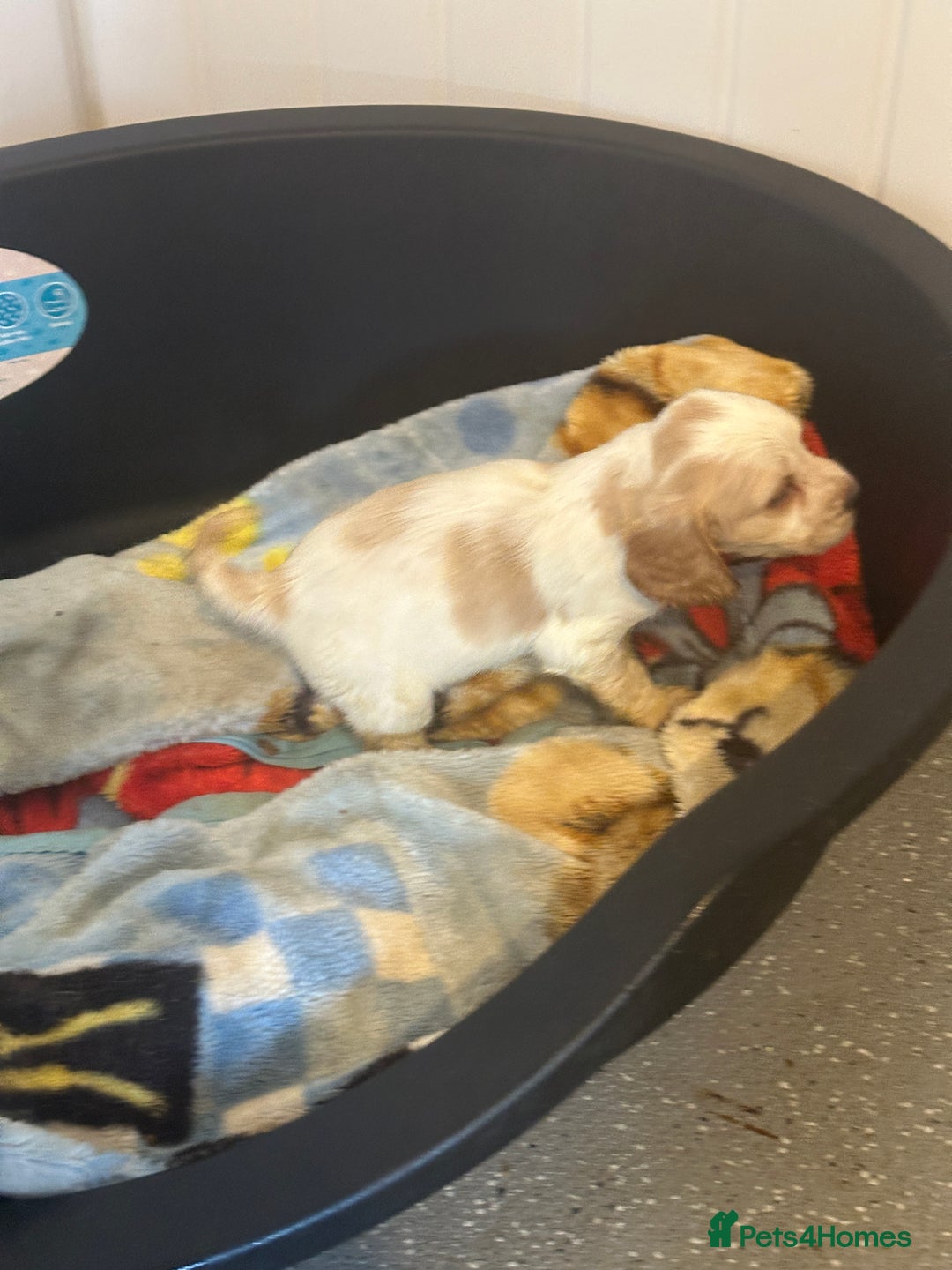 Cocker Spaniel dogs for sale: 1 boy available orange roan  - Advert 25