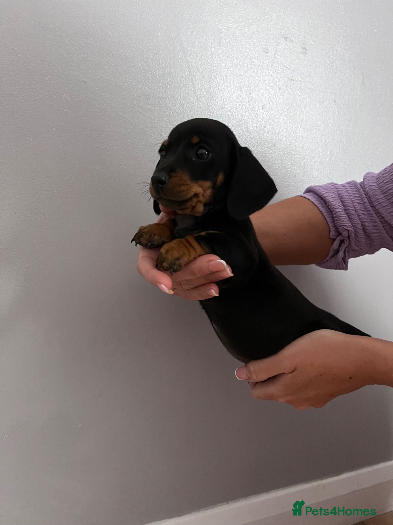 Miniature Dachshund dogs Miniature dachshund puppies PRA CLEAR READY NOW - Advert 8