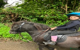 Shetland pony horses for sale: Shetland - Image 9
