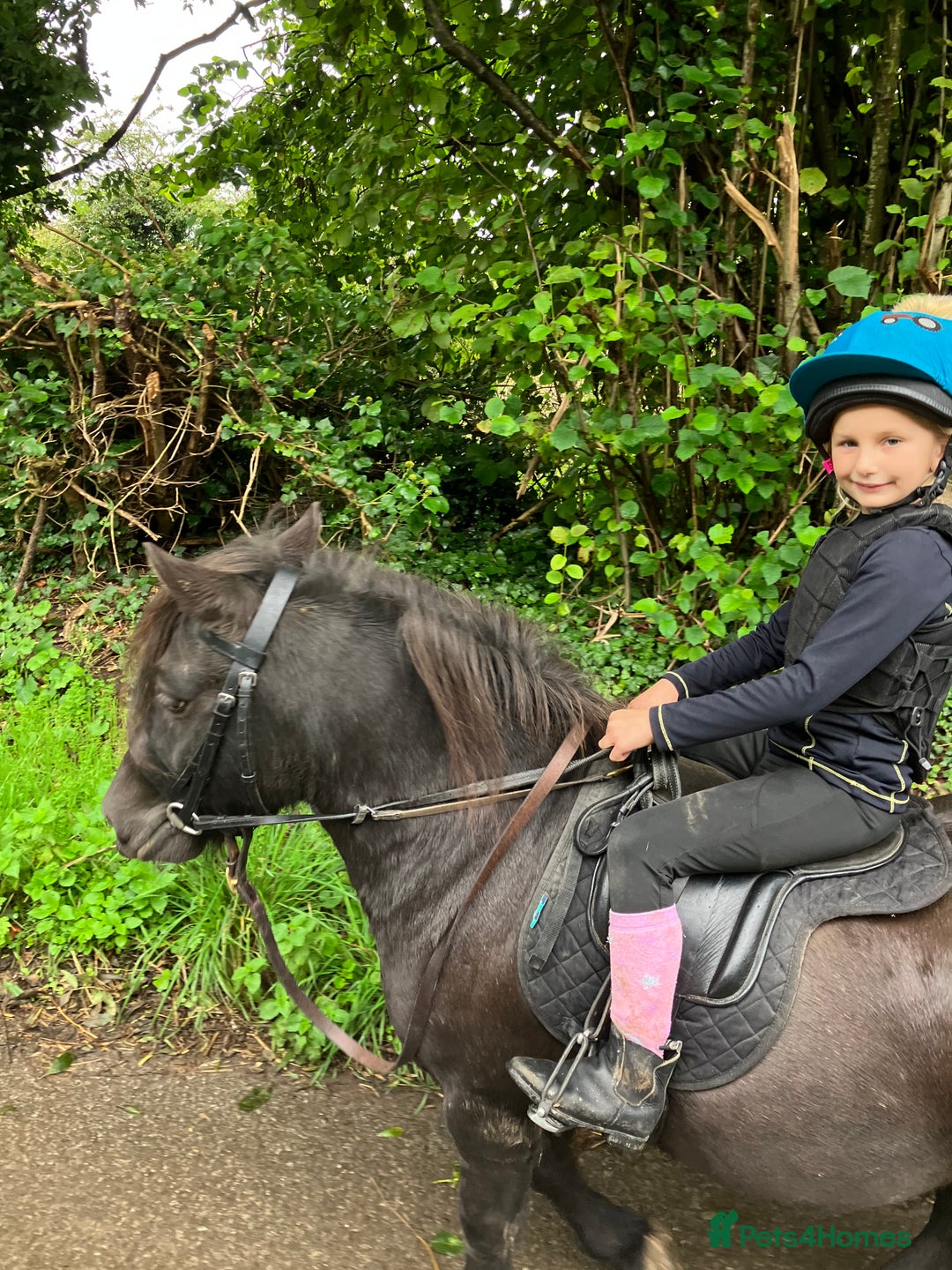 Shetland pony horses for sale: Shetland - Image 9