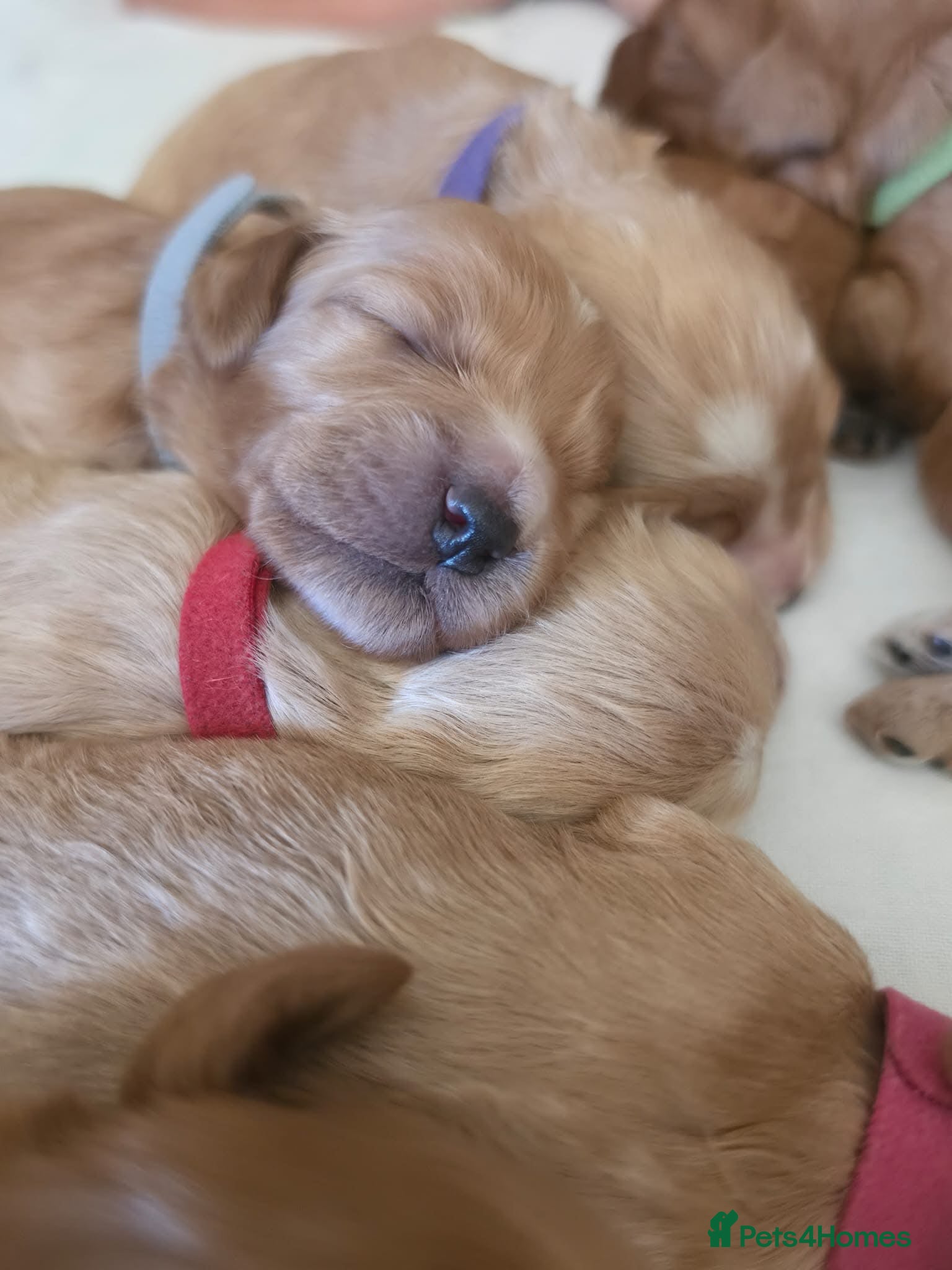 Cockapoo dogs for sale: Gorgeous F1 Cockapoo puppies  in Mansfield - Advert 6