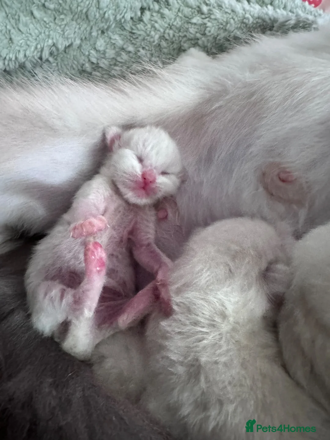 Ragdoll cats for sale: GCCF Ragdoll Kittens - Advert 4