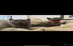 British Shorthair cats for sale: British Shorthair kittens  - Image 5