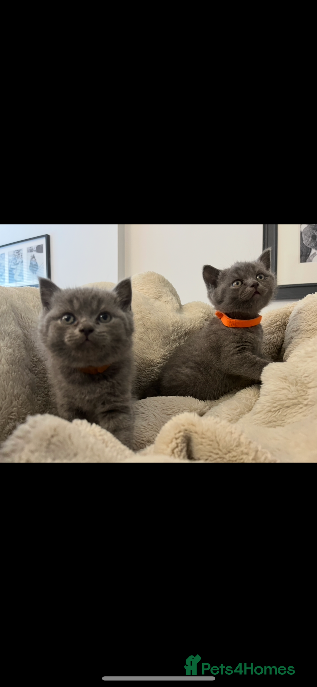 British Shorthair cats for sale: British Shorthair kittens  - Image 5