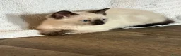 Siamese cats for sale: Siamese x kitten  - Advert 5