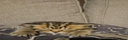 British Shorthair cats for sale: Beautiful GCCF Registered Kittens For Sale - Advert 14