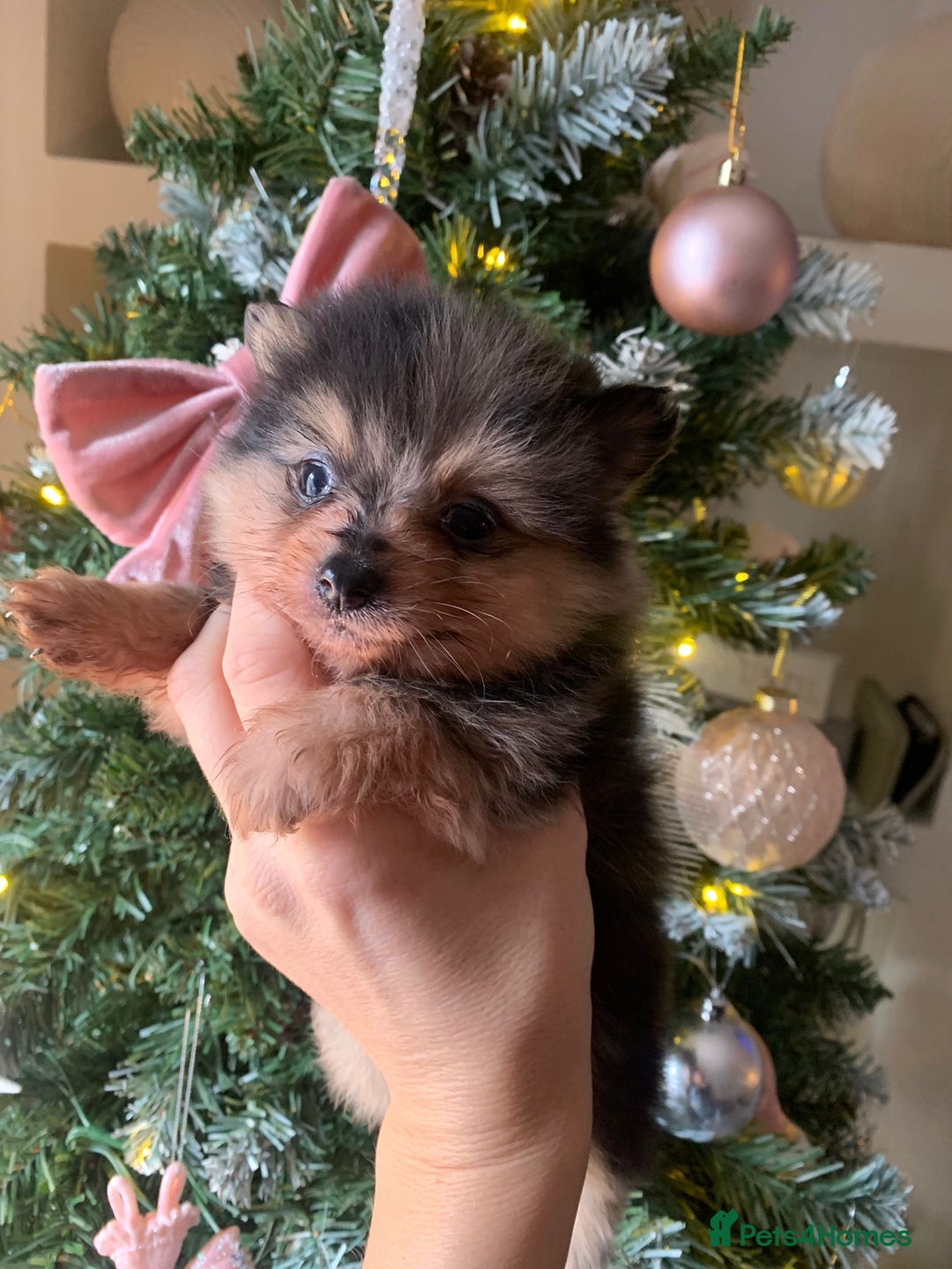 Pomeranian dogs for sale: Pomeranian puppies   - Advert 3