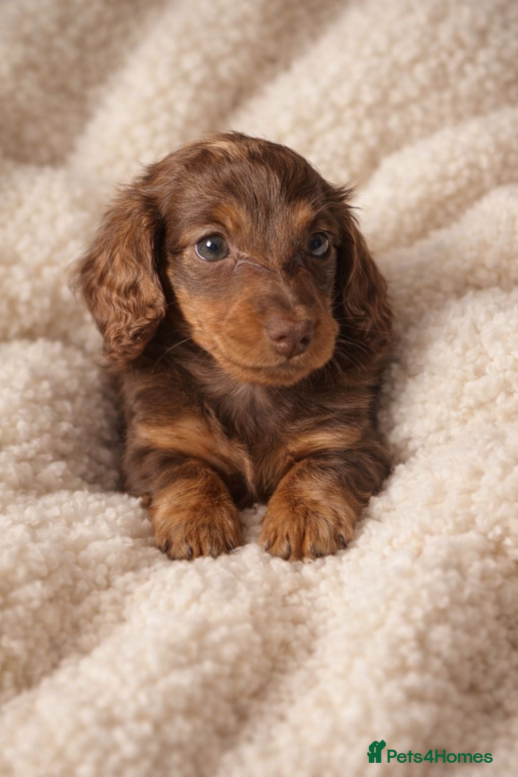 Miniature Dachshund dogs Chocolate and cream longhair miniature dachshunds  - Advert 11