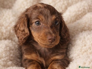 Miniature Dachshund dogs Chocolate and cream longhair miniature dachshunds - Advert 11