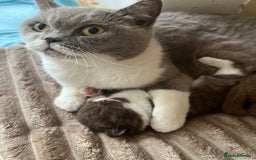 British Shorthair cats for sale: Champion lines bi colour cinnamon kittens  - Image 2