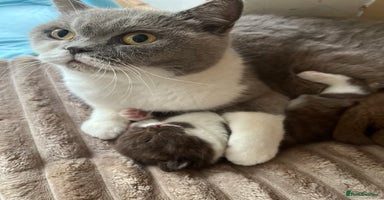 British Shorthair cats - Advert 8