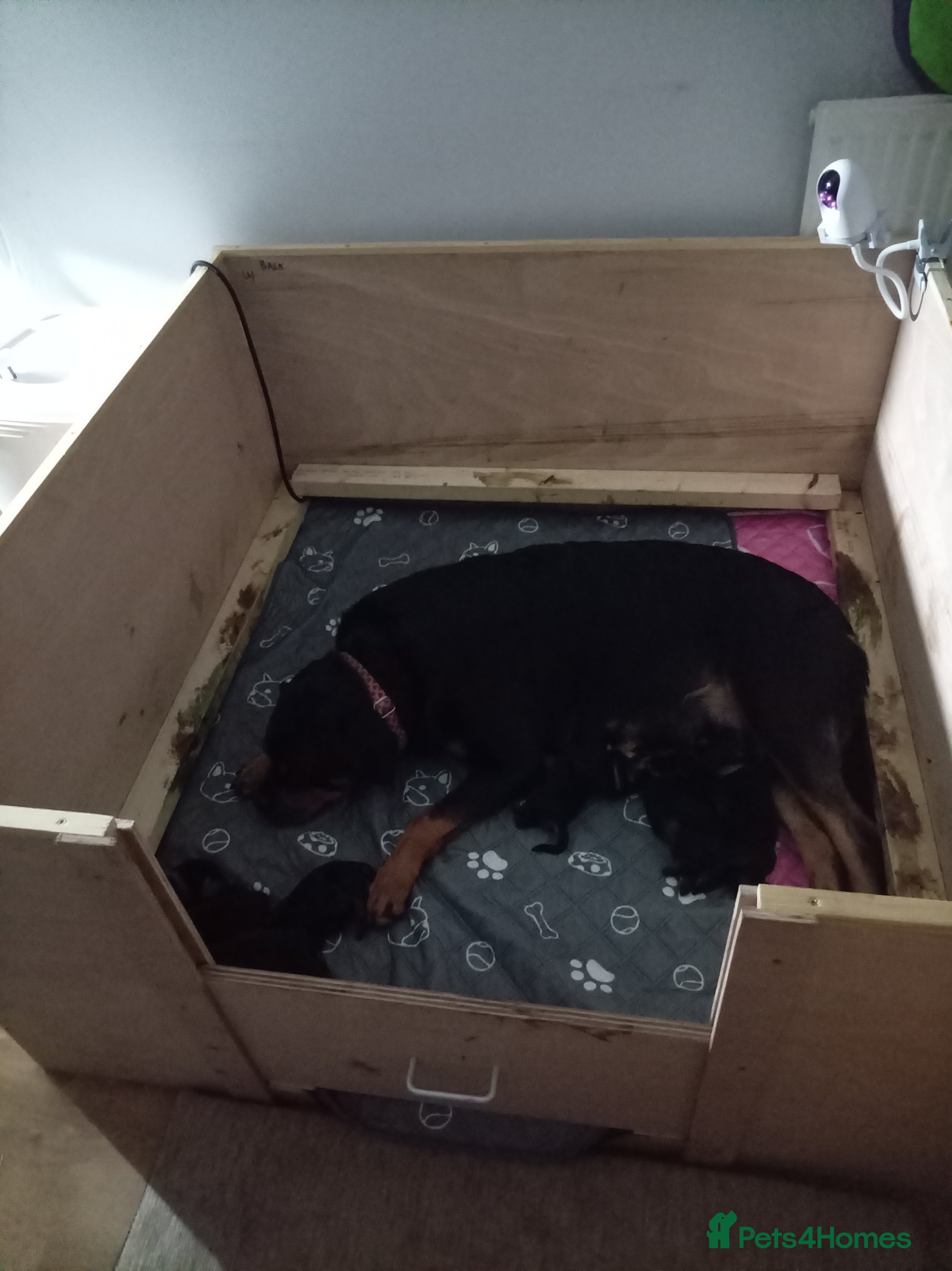 Rottweiler dogs 🐾 Stunning KC Registered Rottweiler Puppies  - Advert 5